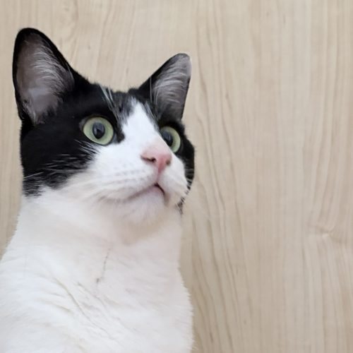 Emi Davis's cat
